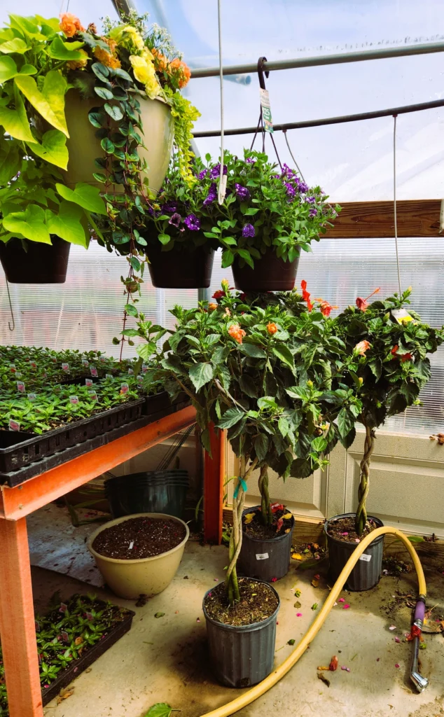 Inside Gingerich Greenhouse with hanging flower baskets and potted plants near St. Charles MN