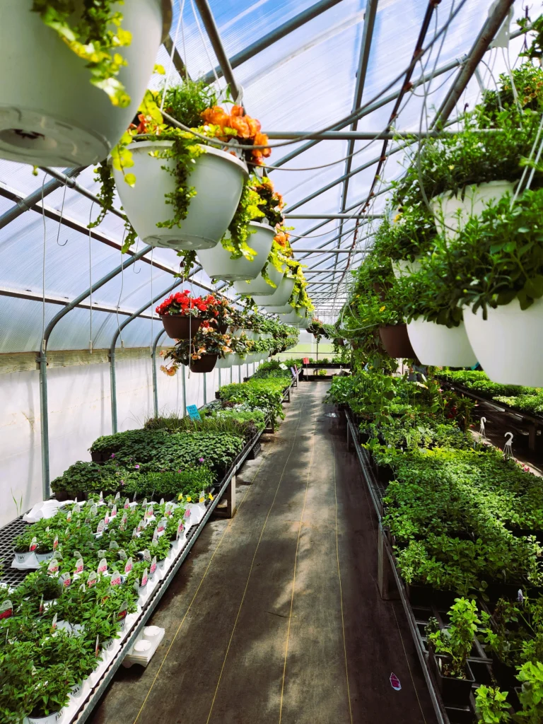 Long rows of plants and hanging baskets inside an Amish greenhouse near St. Charles Minnesota