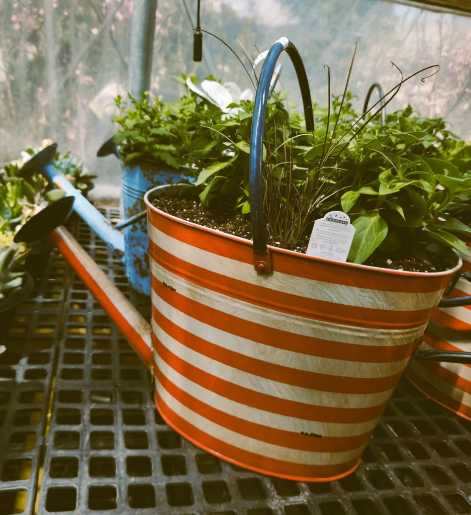 Striped red and white metal planter pot with fresh herbs at an Amish greenhouse in Minnesota