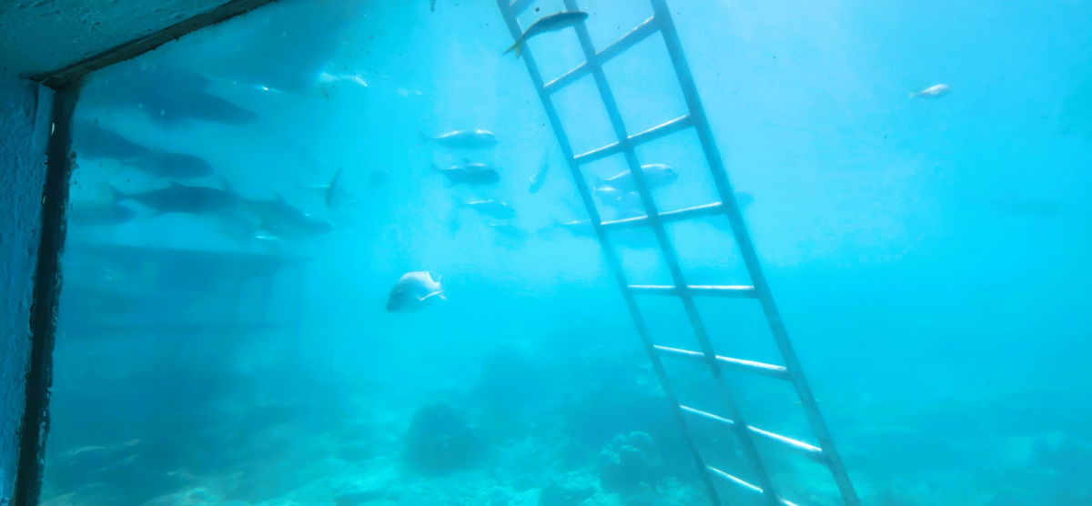 Underwater view at Coral World Ocean Park in St. Thomas, U.S. Virgin Islands – marine observatory experience with submerged ladder