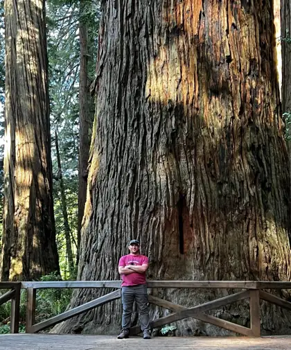 Person standing in front of a massive old-growth tree along a forest boardwalk