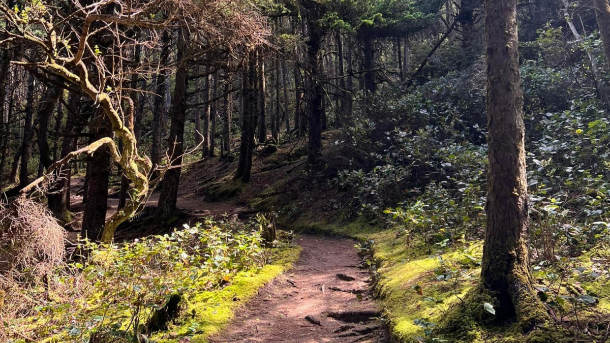 Hobbit Beach Trail forest hike near Florence Oregon