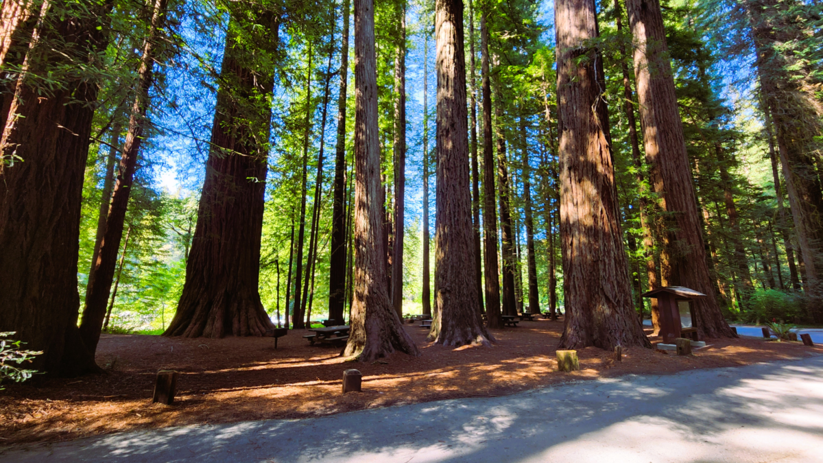 Jedediah Smith Campground among giant redwood trees