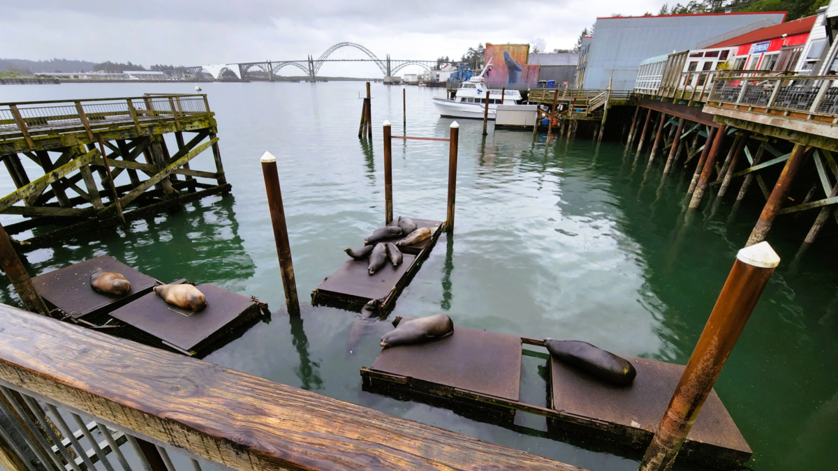Sea lions resting on Newport Oregon dock