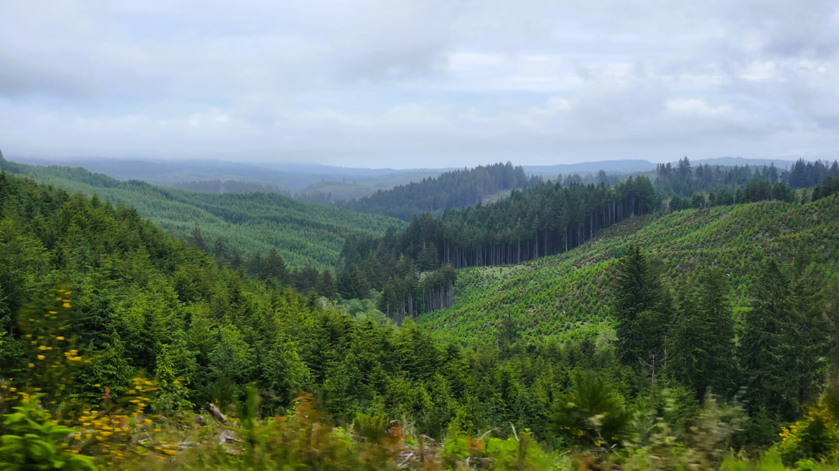 Scenic forest drive returning from Gold Beach Oregon