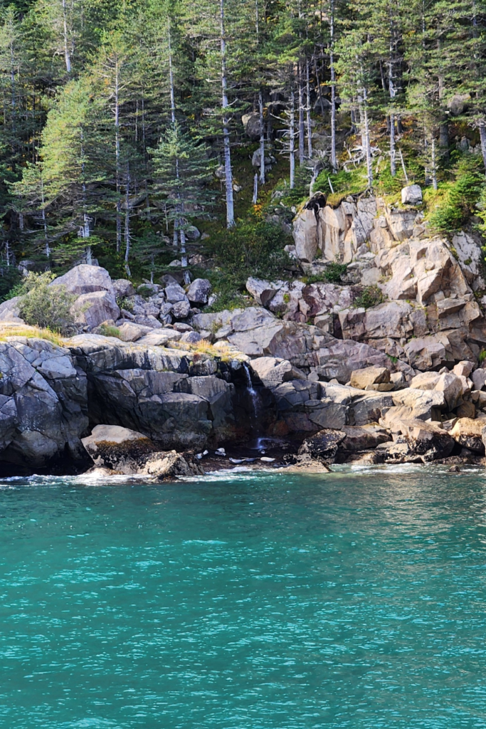 Harbor seals resting on rocky cliffs at Agnes Cove, viewed from a Kenai Fjords Cruise with Major Marine Tours near Seward, Alaska.