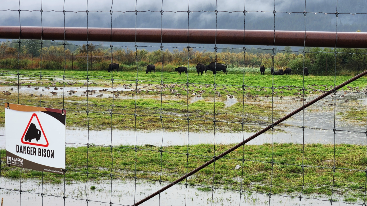 Bison grazing at the Alaska Wildlife Conservation Center, a must-visit stop for Alaska Wildlife Tours along the Seward Highway near Girdwood.