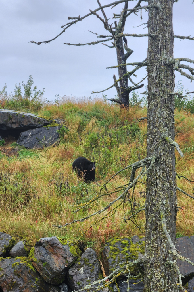 Black bear exploring the grassy hillside at the Alaska Wildlife Conservation Center, a popular stop for Alaska Wildlife Tours near Girdwood.