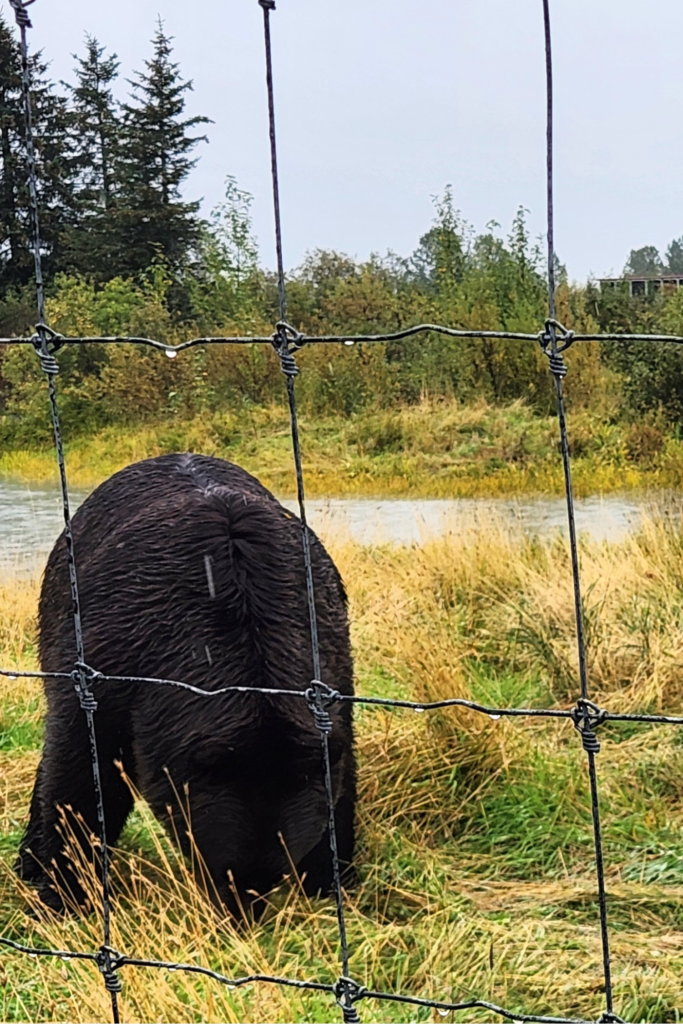 A brown bear with its head down grazes behind a wire fence in a grassy field at the Alaska Wildlife Conservation Center (AWCC), with trees and a cloudy sky in the background, perfect for Alaska Wildlife Tours.