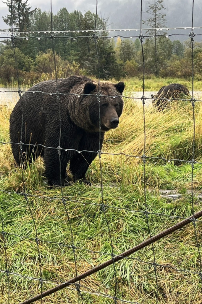 A brown bear stands alert behind a wire fence in a grassy field at the Alaska Wildlife Conservation Center (AWCC), with trees and mountains in the background, ideal for Alaska Wildlife Tours.