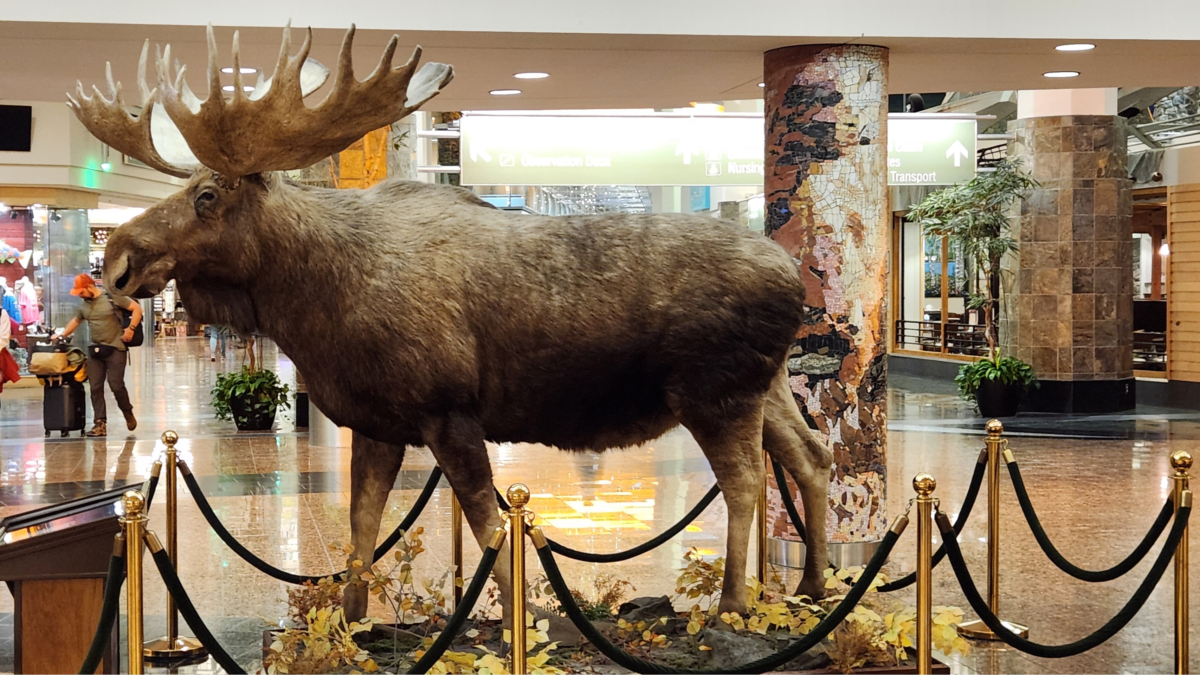 Bull moose display inside Ted Stevens Anchorage International Airport in Alaska