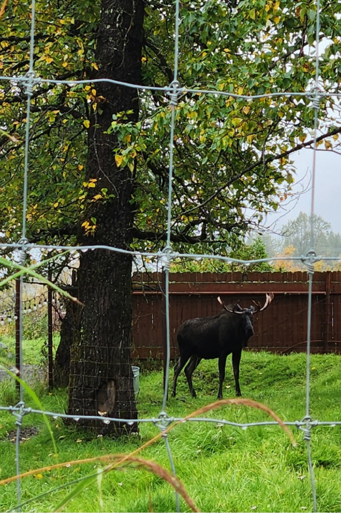 A bull moose stands gracefully behind a wire fence in a verdant field at the Alaska Wildlife Conservation Center (AWCC), with a large tree and wooden fence in the background, perfect for Alaska Wildlife Tours.
