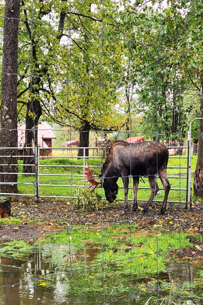 A majestic bull moose grazes behind a wire fence in a lush, wet field at the Alaska Wildlife Conservation Center (AWCC), surrounded by trees and a red-roofed building, ideal for Alaska Wildlife Tours.