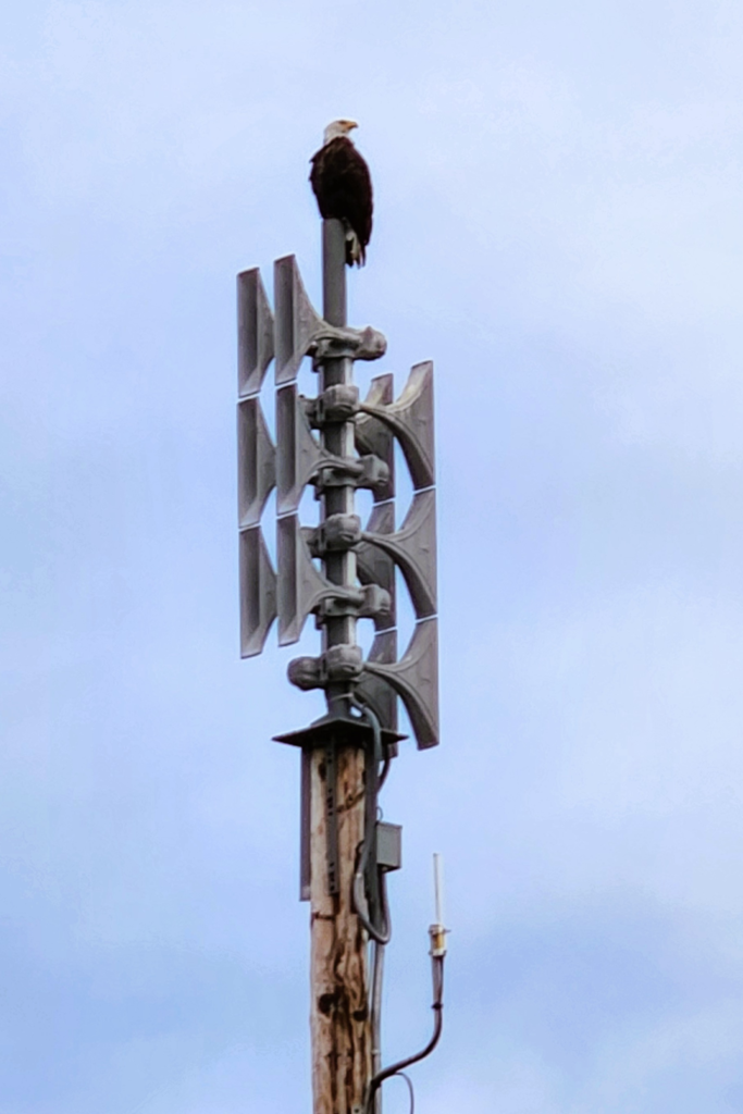 Bald eagle perched on a siren pole in Homer Spit Alaska