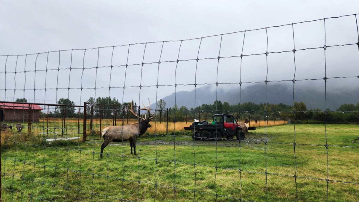A majestic elk stands gracefully behind a wire fence in a lush green field at the Alaska Wildlife Conservation Center (AWCC), with a red vehicle and misty mountains in the background, showcasing an ideal stop for Alaska Wildlife Tours.