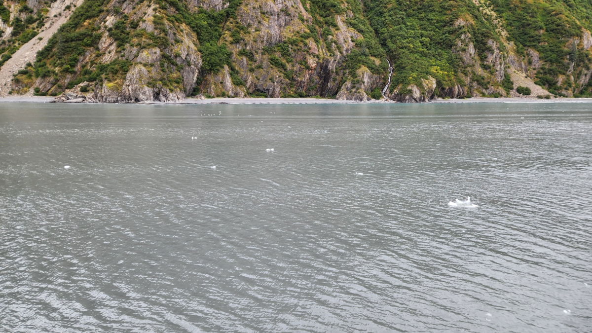 Chunks of glacier ice floating in the water near Holgate Glacier during a Kenai Fjords Cruise with Major Marine Tours from Seward, Alaska.