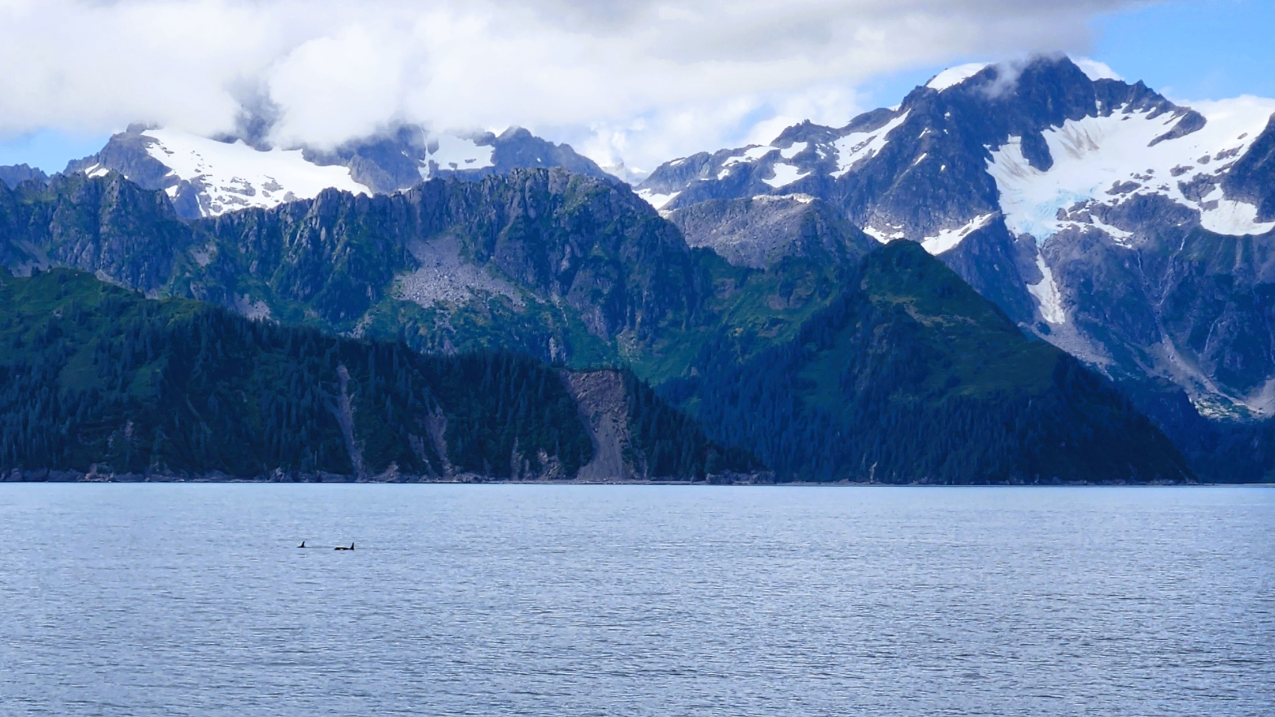 Killer whales swimming in Aialik Bay with mountain views during a Major Marine Tours cruise from Seward, Alaska