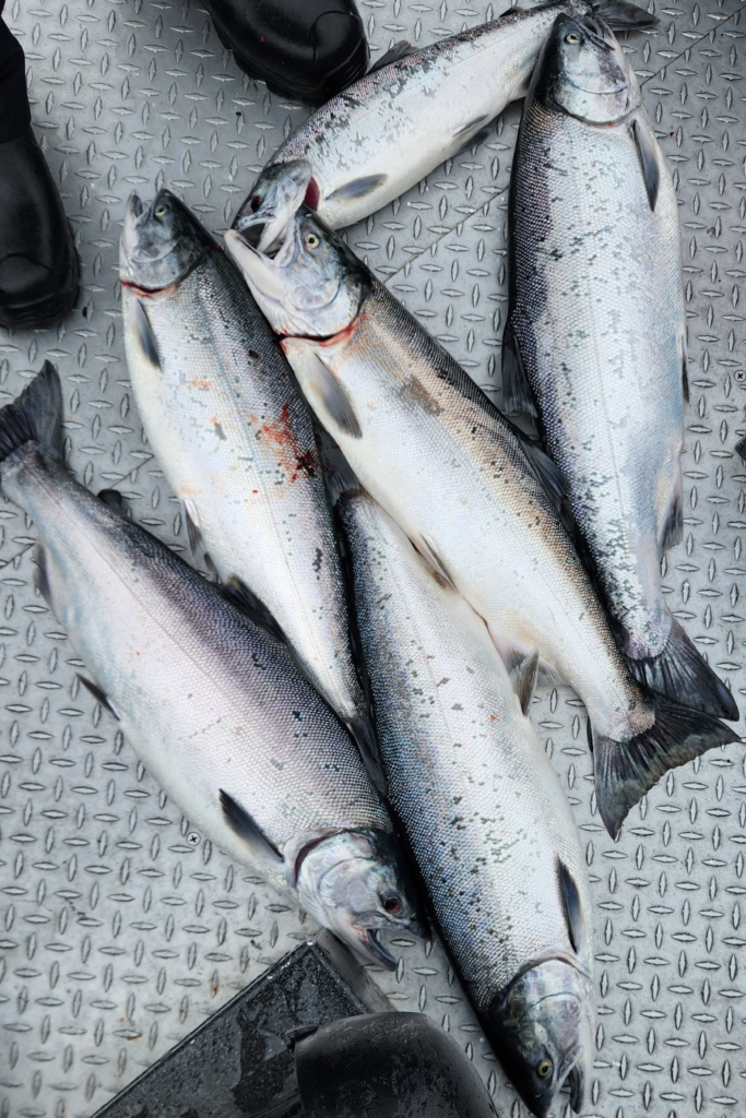 Freshly caught silver salmon from a King of the River fishing charter on the Kenai River in Alaska.