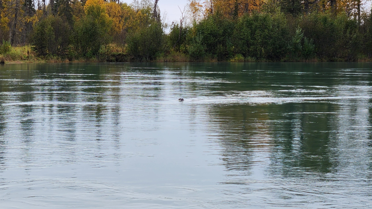 Sea lion swimming in the Kenai River during a King of the River guided fishing trip in Alaska.