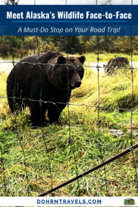 Meet Alaska’s Wildlife Face-to-Face - Alaska Road Trip Stop at AWCC | Dohrn Travels