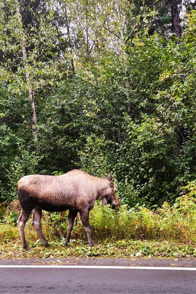 Moose walking along the roadside surrounded by forest near Seward, Alaska