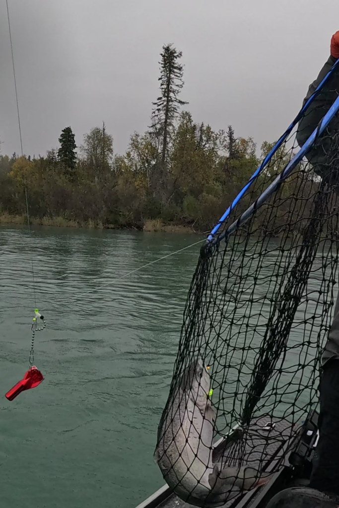 Freshly caught salmon in a fishing net on the Kenai River in Alaska during a guided salmon fishing trip.