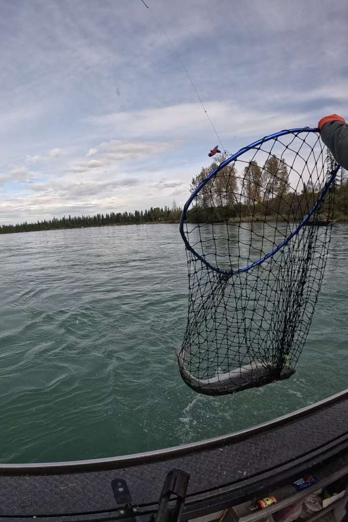 Angler lifting a freshly caught Silver Salmon (Coho) from the Kenai River in Alaska with a fishing net.