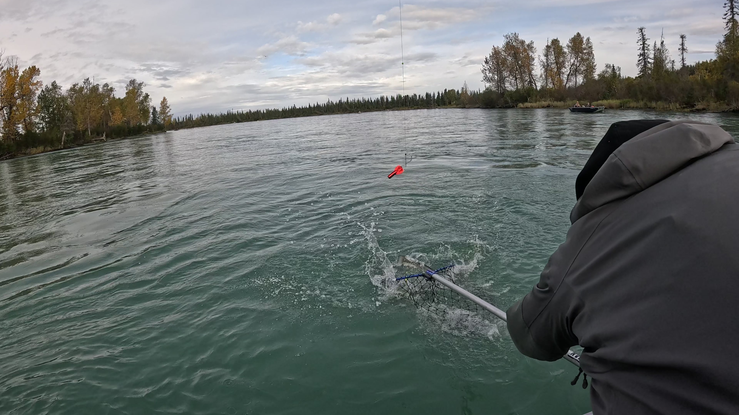 Angler reaching out with a fishing net to land a salmon on the Kenai River in Alaska during a guided fishing trip.