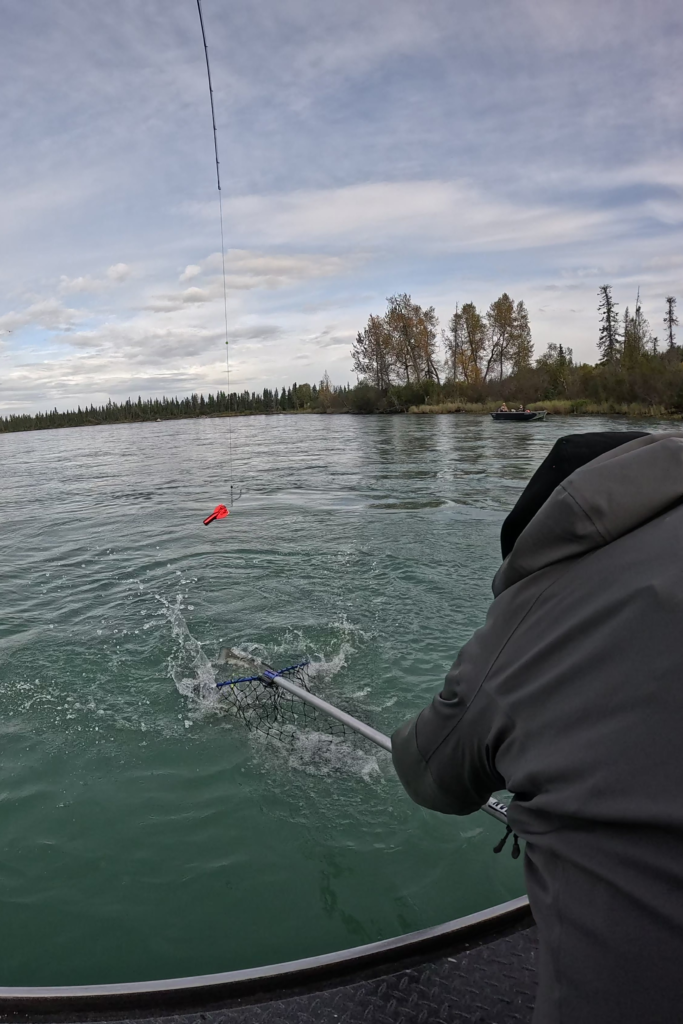 Angler netting a salmon on the Kenai River in Alaska during a fishing trip surrounded by scenic forest and calm water.