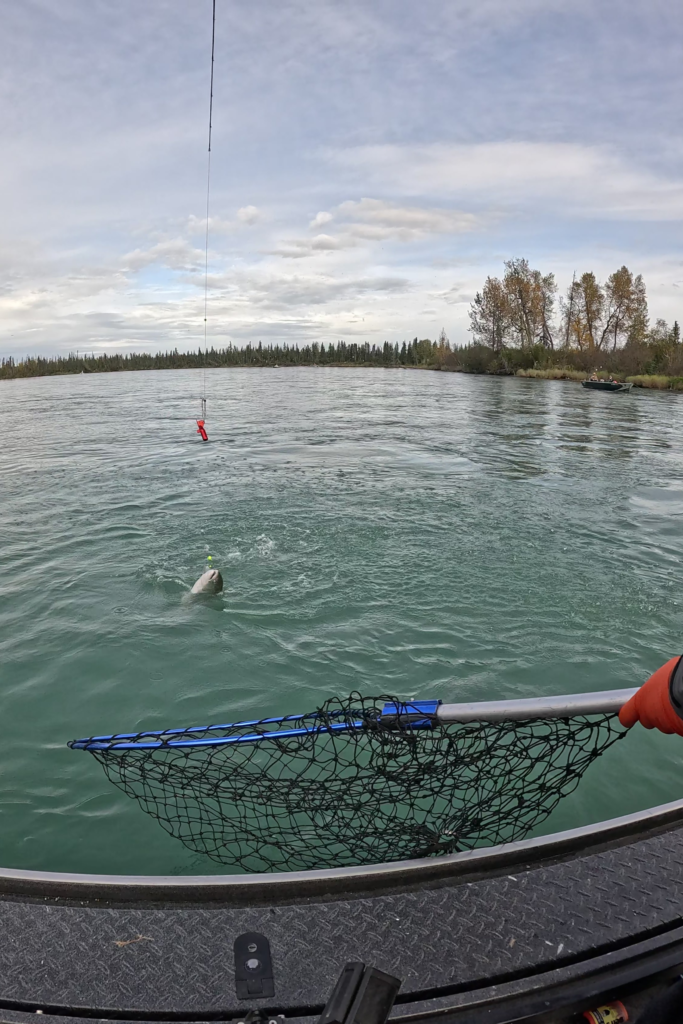 Angler reaching out with a net to land a salmon on the Kenai River in Alaska during a guided fishing trip.