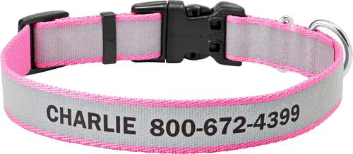 Durable dog collar for holiday adventures with pets