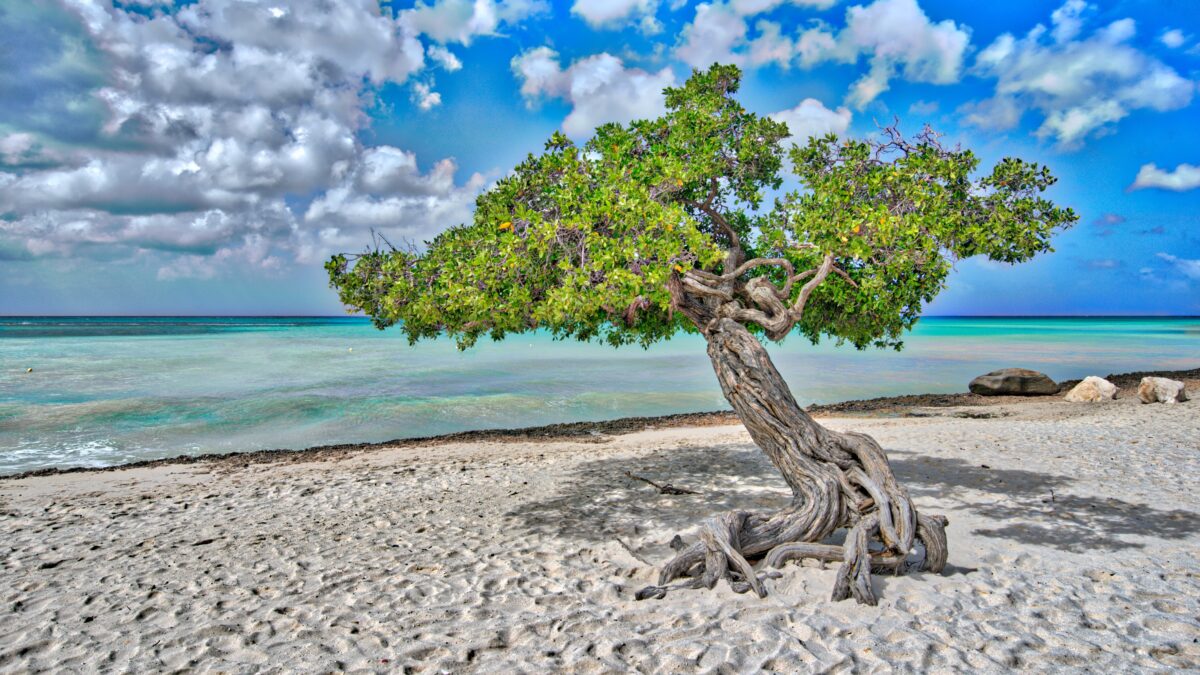 Aruba beaches. Divi-divi tree leaning toward the ocean on an Aruba beach under a bright sky.