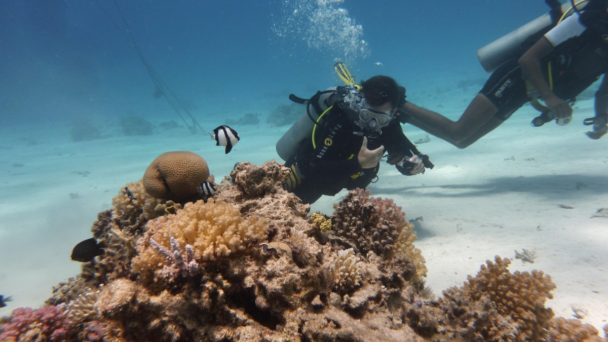 Divers exploring a coral reef with tropical fish in clear water in Aruba. Mangel Halto snorkeling