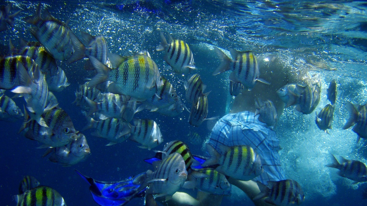School of tropical fish swimming near a snorkeler in clear water in Aruba snorkeling spots