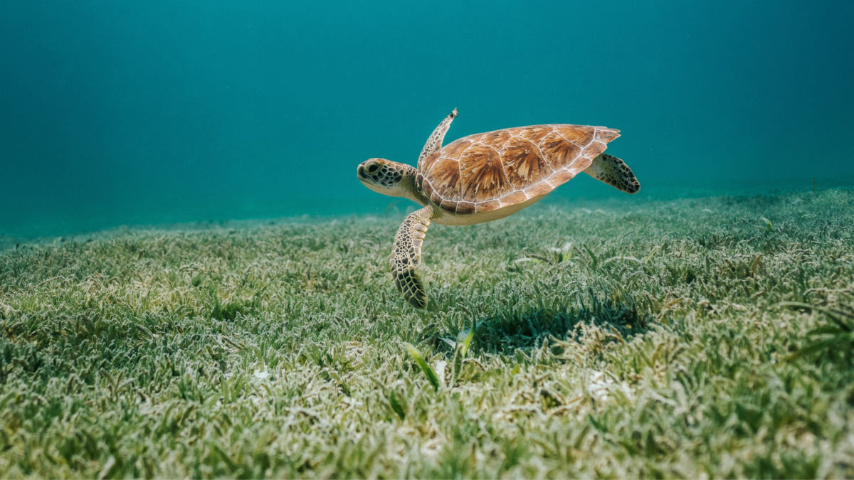 Sea turtles in Aruba swimming above seagrass in the clear blue waters of Aruba.  Aruba snorkeling turtles