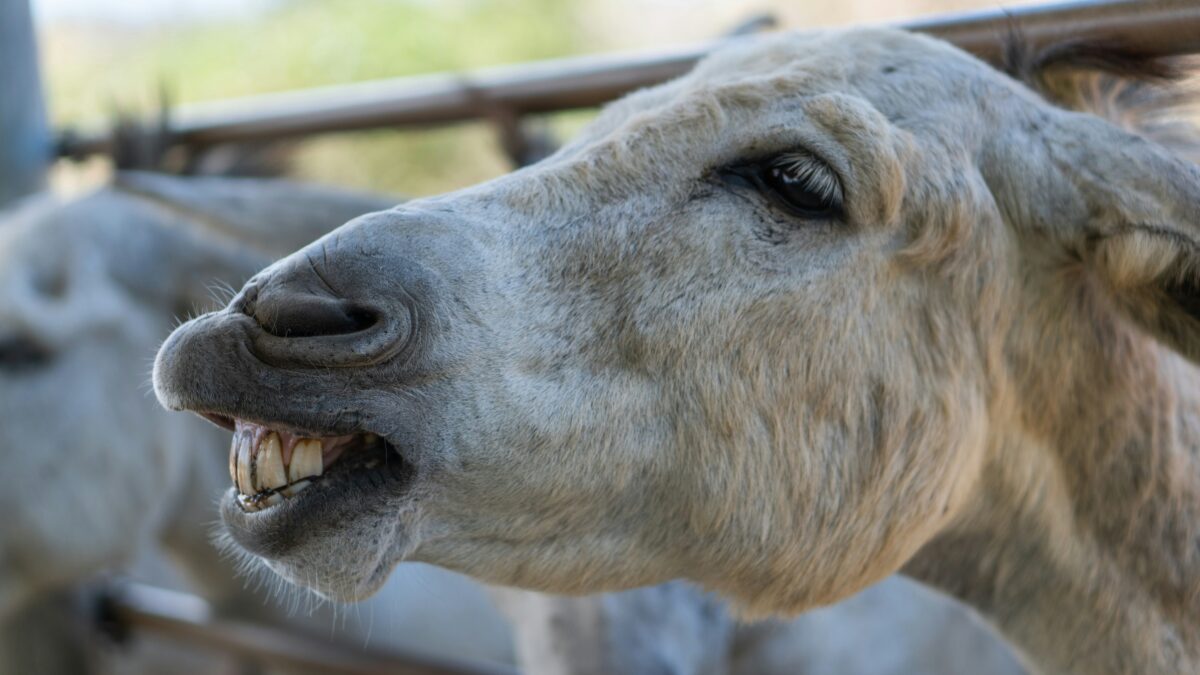 Close-up photo of a donkey showing its teeth at an Aruba animal sanctuary.
