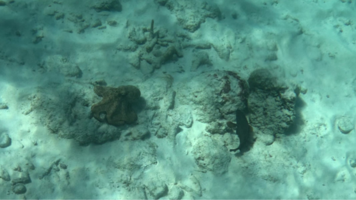 Octopus Spotted at 1000 Steps Bonaire - Dohrn Travels Octopus resting on the seafloor during snorkeling at 1000 Steps Bonaire