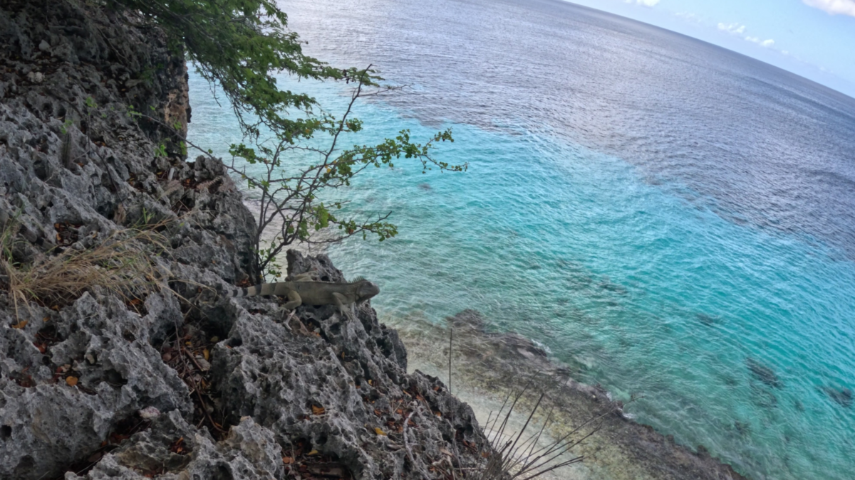 Iguana overlooking the ocean above 1000 Steps Bonaire. how hard is 1000 steps Bonaire