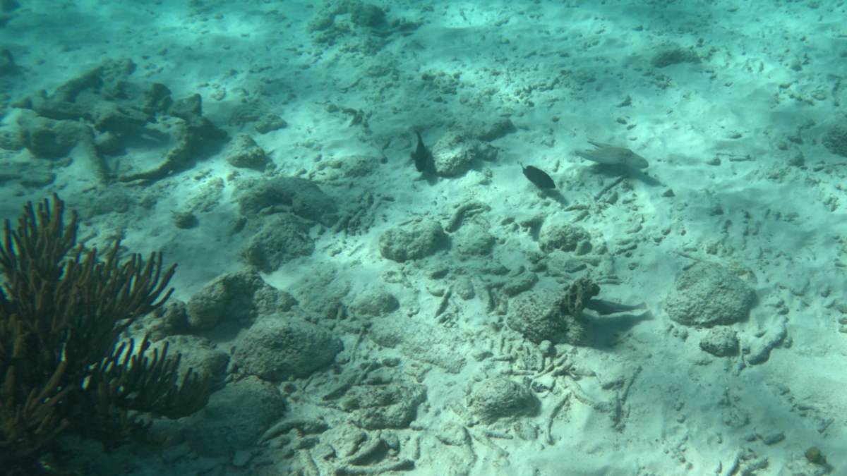 Octopus blending into the reef while snorkeling at 1000 Steps Bonaire