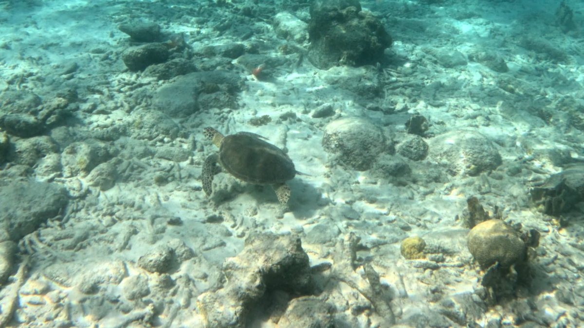 Sea Turtle at 1000 Steps Bonaire - Dohrn Travels Sea turtle swimming near the reef at 1000 Steps Bonaire. Holland America ABC Islands itinerary