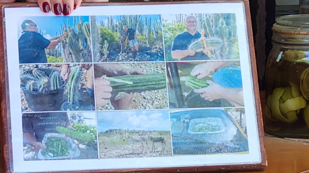 Cadushy cactus harvesting process display at The Cadushy Distillery in Bonaire