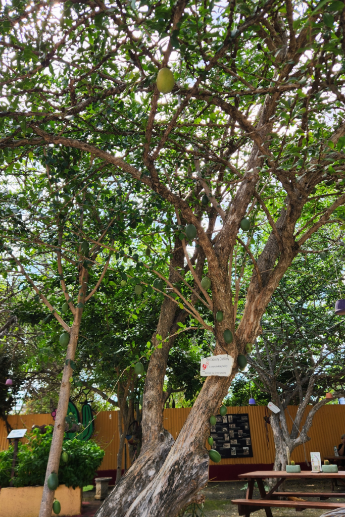 Calabash tree at The Cadushy Distillery in Bonaire