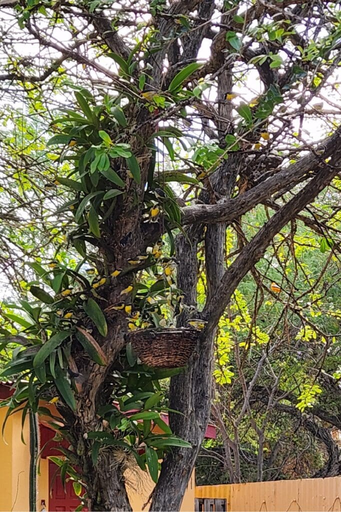 Courtyard seating area at The Cadushy Distillery in Rincon, Bonaire