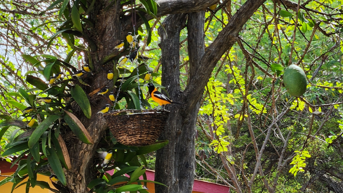 Yellow birds feeding in trees at The Cadushy Distillery courtyard in Bonaire