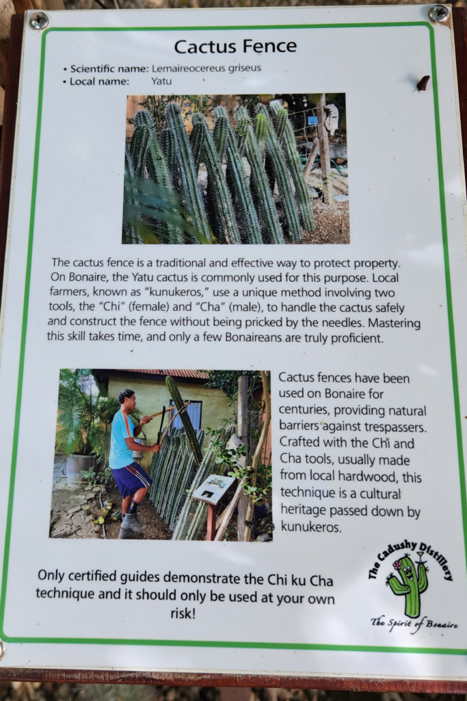 Cactus fence informational sign at The Cadushy Distillery in Bonaire