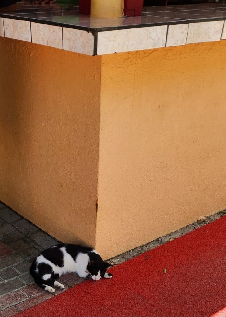 Cat resting in the courtyard at The Cadushy Distillery in Bonaire