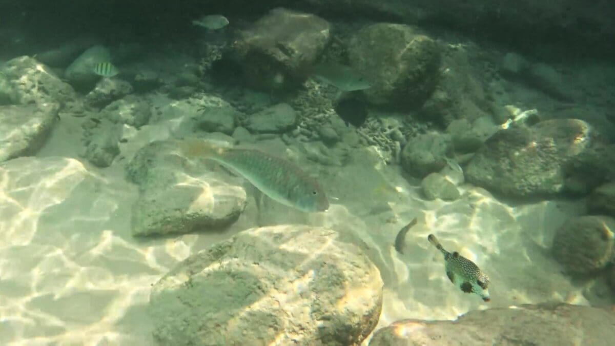 Marine Life at Grote Knip Beach Snorkeling Area | Dohrn Travels Reef fish and pufferfish swimming among rocks while snorkeling at Grote Knip Beach Curaçao