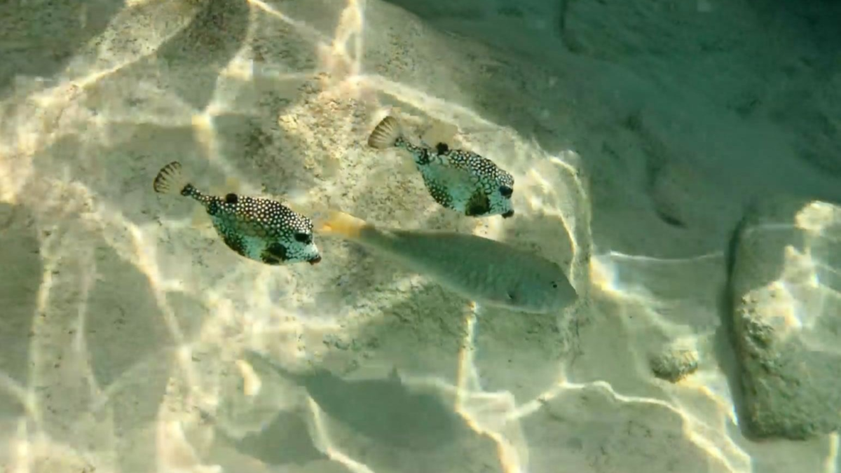 Pufferfish at Grote Knip Beach Snorkeling | Dohrn Travels Spotted pufferfish and reef fish in shallow water at Grote Knip Beach snorkeling area