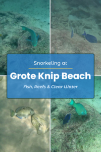 Tropical fish you can see while snorkeling at Grote Knip Beach Curaçao
