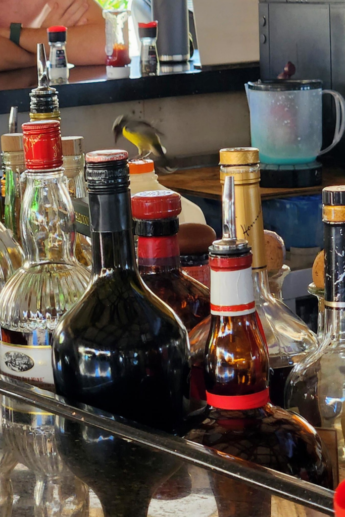 Yellow bird flying behind bar at Water’s Edge Restaurant Eagle Beach Aruba